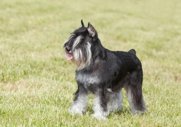 Cane purosangue Schnauzer in miniatura su erba verde — Foto Stock