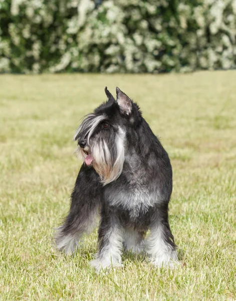 Fajtiszta kutya Törpe schnauzer, a zöld fű — Stock Fotó