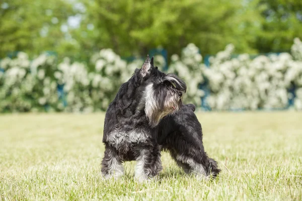 Cão de raça pura Schnauzer em miniatura na grama verde — Fotografia de Stock