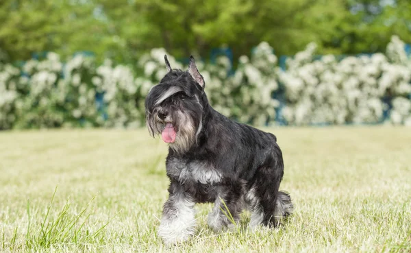 Cão de raça pura Schnauzer em miniatura na grama verde — Fotografia de Stock