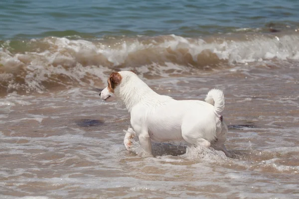 Čistokrevných psů Jack Russell Terrier hraje — Stock fotografie