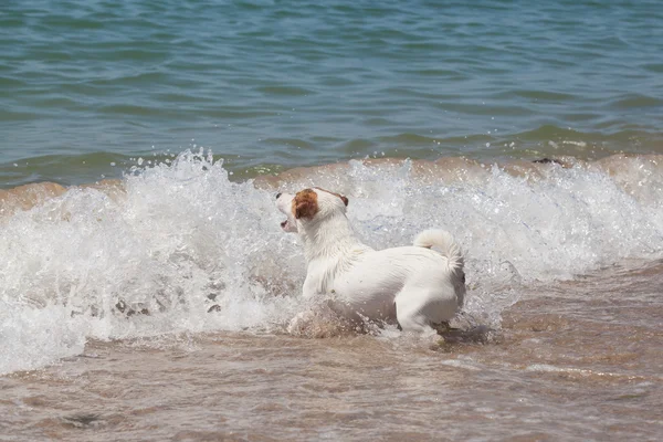 Fajtiszta kutya-Jack Russell Terrier játszik — Stock Fotó