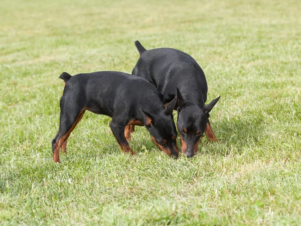Μινιατούρα Pinscher δύο σκυλιά για την πράσινη χλόη — Φωτογραφία Αρχείου