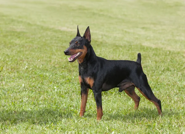 Minyatür Pinscher köpek yeşil çimenlerin üzerinde — Stok fotoğraf