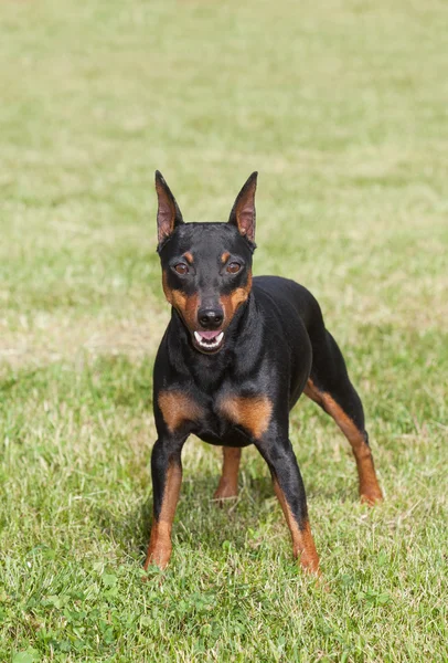 緑の草の上にミニチュア ・ ピンシャー犬 — ストック写真