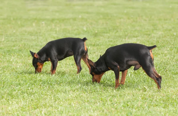 De twee honden van de dwergpinscher op groen gras — Stockfoto