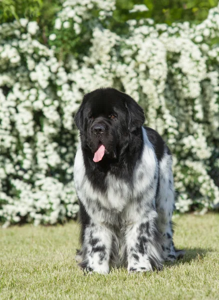 Landseer Dog na grama verde — Fotografia de Stock