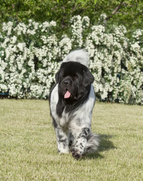 Landseer kutya a zöld fű — Stock Fotó