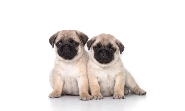 Dua pug puppy dengan latar belakang putih — Stok Foto