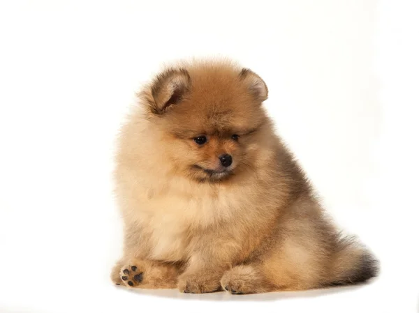 Spitz puppy on white background — Stock Photo, Image