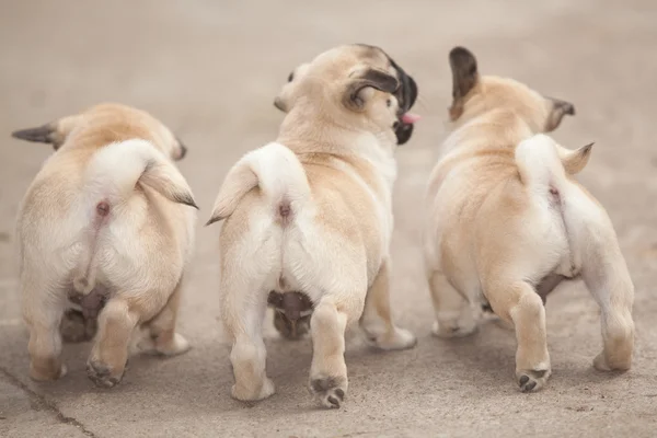 Three pug puppy play — Stock Photo, Image