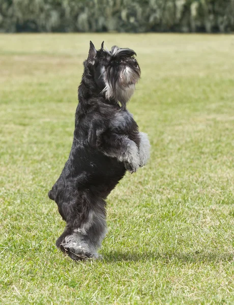 Purebred  dog Miniature schnauzer on green grass plays Royalty Free Stock Images