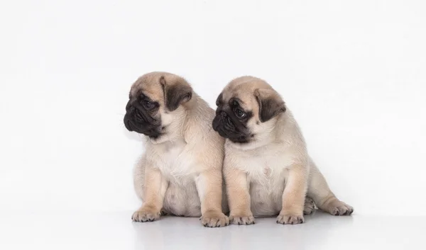 Two pug puppy on white background Stock Picture