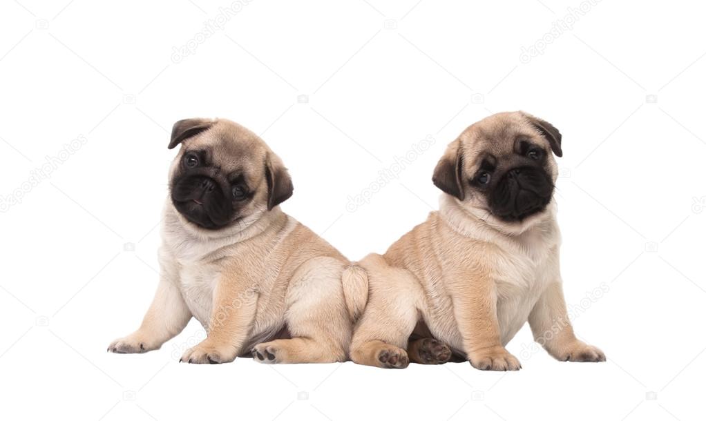 Two pug puppy isolated on white background