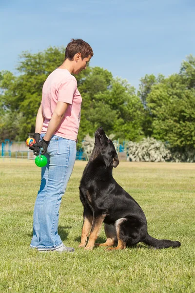 Woman teaches dog breed German Shepherd — Stock Photo, Image