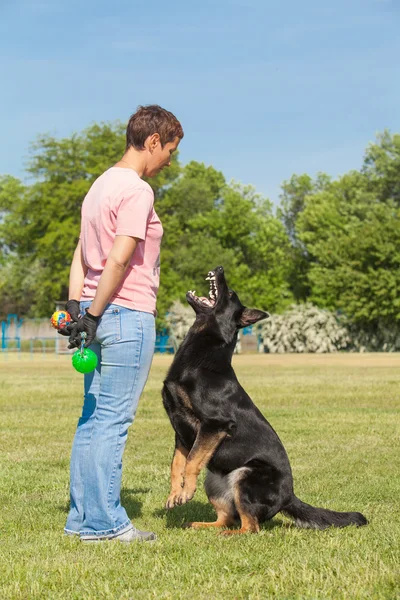 Γυναίκα διδάσκει σκύλοs breed Γερμανικός Ποιμενικός — Φωτογραφία Αρχείου