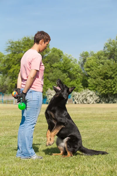 Γυναίκα διδάσκει σκύλοs breed Γερμανικός Ποιμενικός — Φωτογραφία Αρχείου