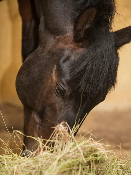 Thoroughbred horse eats — Stock Photo, Image