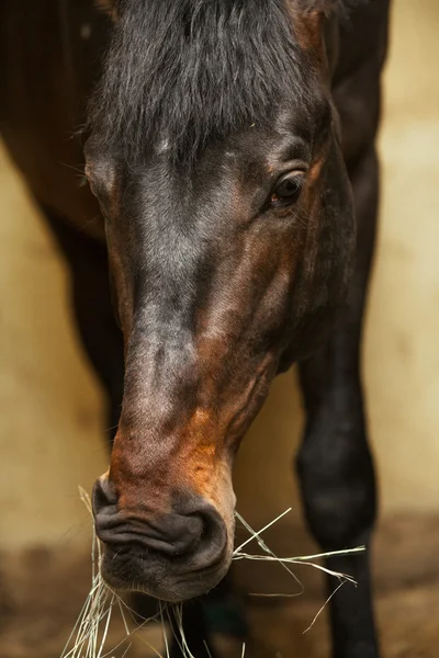 Vollblutpferd frisst — Stockfoto