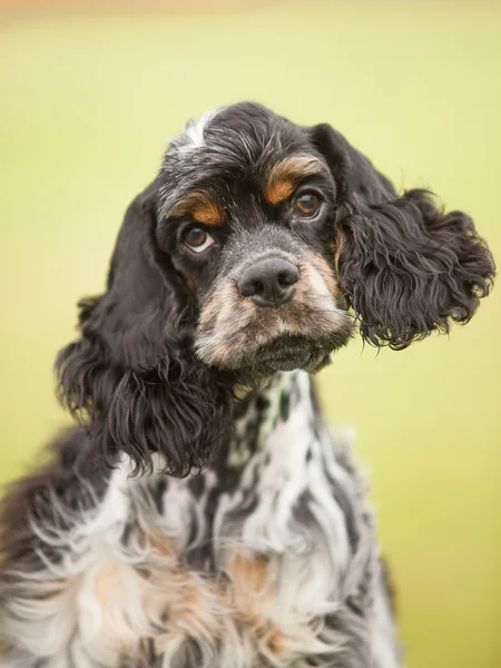 Portrait of a puppy cocker spaniel on a green background — Stock Photo, Image