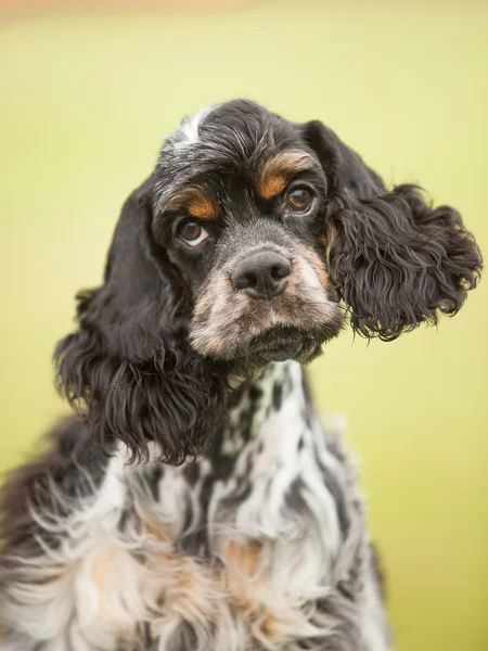 Retrato de um cachorro cocker spaniel em um fundo verde — Fotografia de Stock