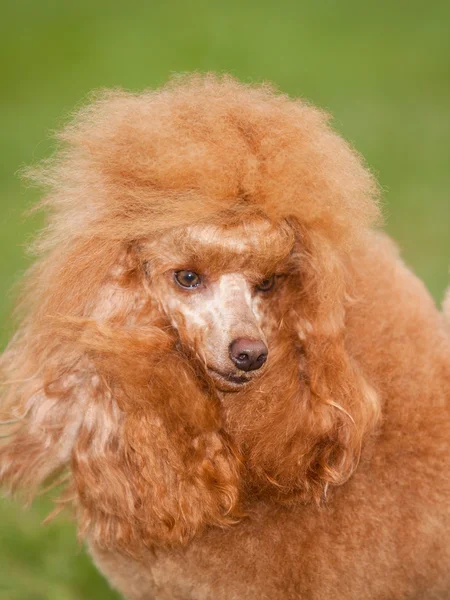 Retrato de poodle ruivo sobre um fundo verde — Fotografia de Stock