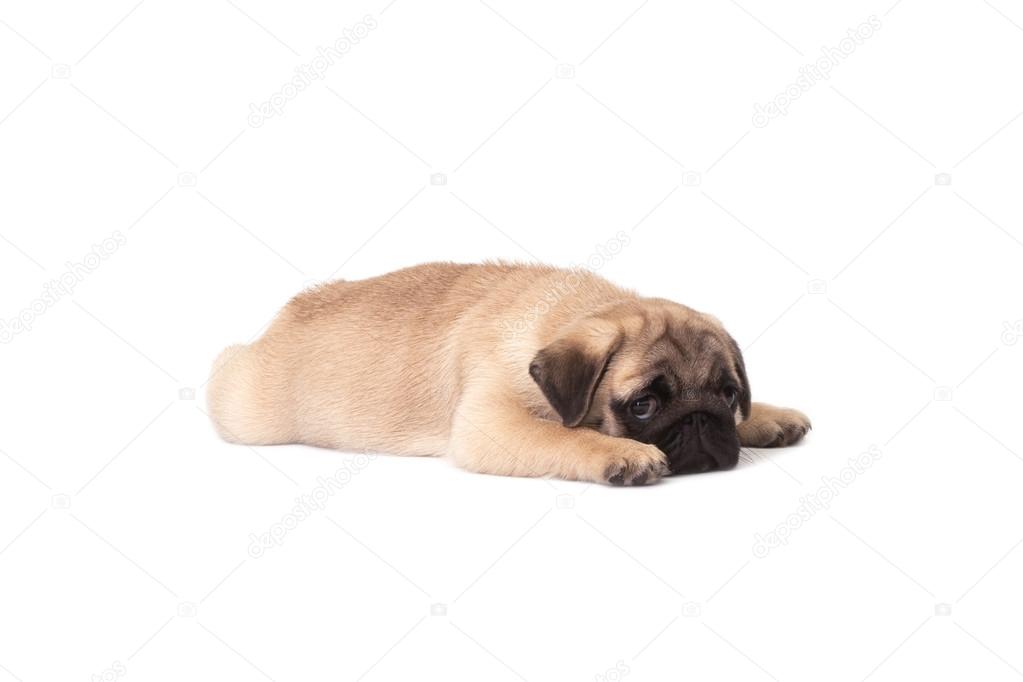 Pug puppy on white background