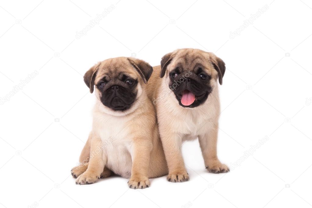 Two pug puppy on white background