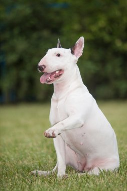 Bir safkan köpek boğa korkunç yeşil bir arka plan üzerinde portresi