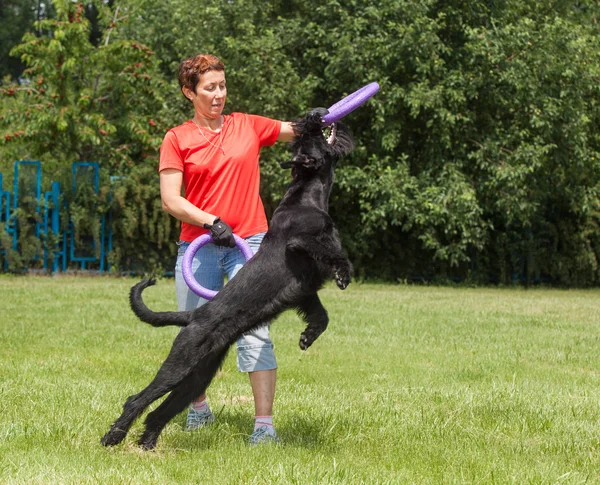 Γυναίκα διδάσκει σκύλοs breed η Giant Schnauzer (επίσης Riesenschnauze — Φωτογραφία Αρχείου
