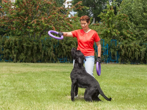 Kvinnan lär hund rasen Riesenschnauzer (också Riesenschnauze — Stockfoto