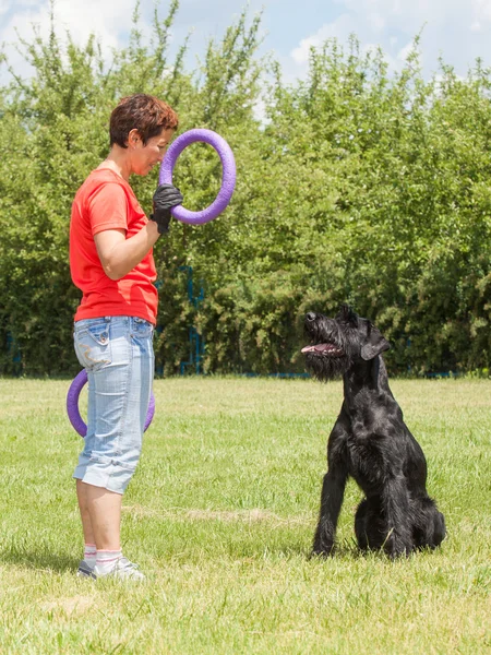 Γυναίκα διδάσκει σκύλοs breed η Giant Schnauzer (επίσης Riesenschnauze — Φωτογραφία Αρχείου