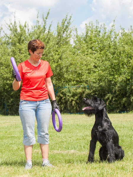 Γυναίκα διδάσκει σκύλοs breed η Giant Schnauzer (επίσης Riesenschnauze — Φωτογραφία Αρχείου