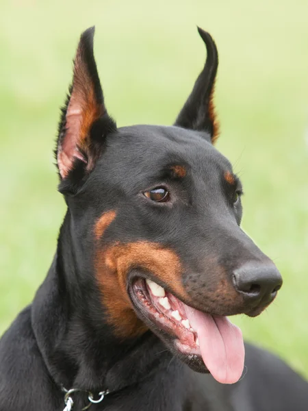 Safkan köpek Doberman Pinscher portresi ben bir yeşil backgr üzerinde — Stok fotoğraf