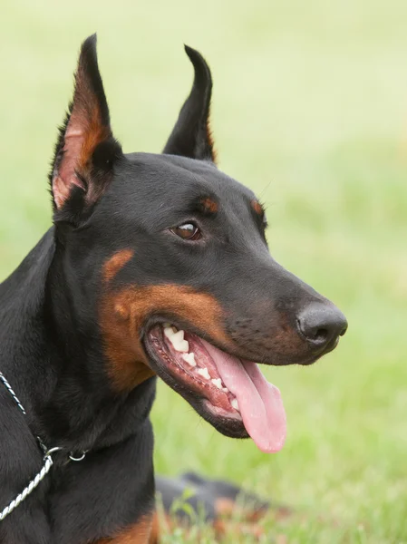 Porträtt av en renrasig hund Doberman Pinscher jag på en grön bakgrunds — Stockfoto