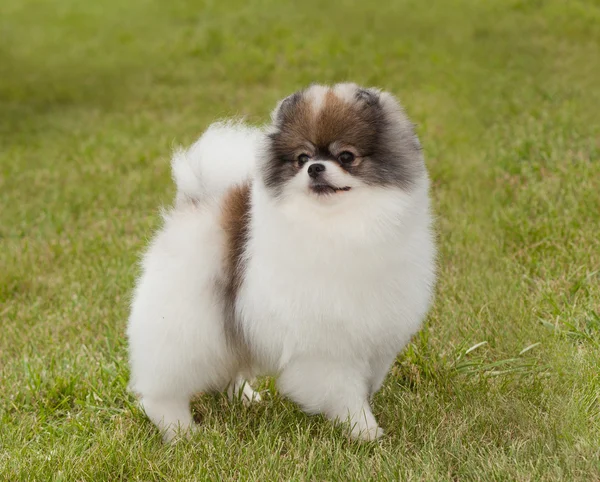 Retrato de un perro de raza pura Pomeranian Spitz sobre un fondo verde — Foto de Stock