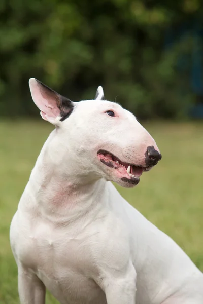 Portret van een rasechte hond Terriër van de stier op een groene achtergrond — Stockfoto