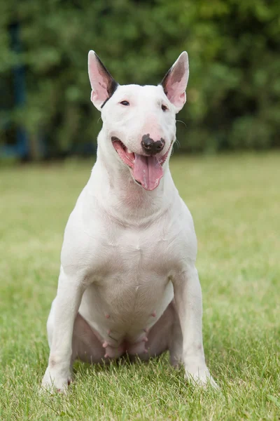 Porträtt av en renrasig hund bullterrier på en grön bakgrund — Stockfoto