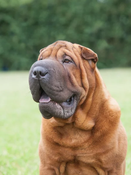 Portrait of a purebred  dog Chinese Shar-Pei on a green backgrou — Stock Photo, Image