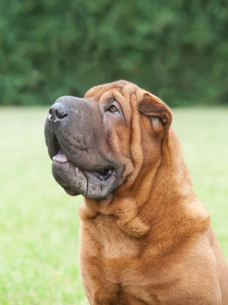 Portrét čistokrevná psí čínskými Shar-Pei na zelené poz — Stock fotografie