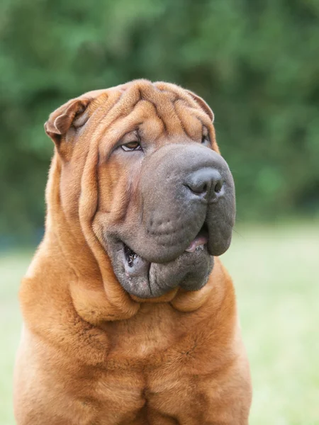 Porträt eines reinrassigen Hundes chinesischer Shar-Pei auf grünem Hintergrund — Stockfoto