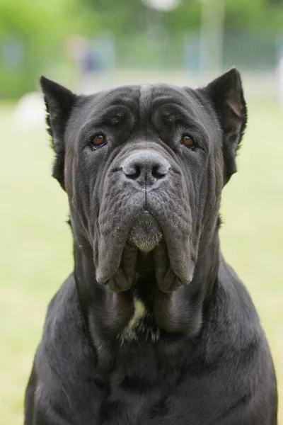 Cão de raça pura The Cane Corso é um grande Molosser italiano . — Fotografia de Stock