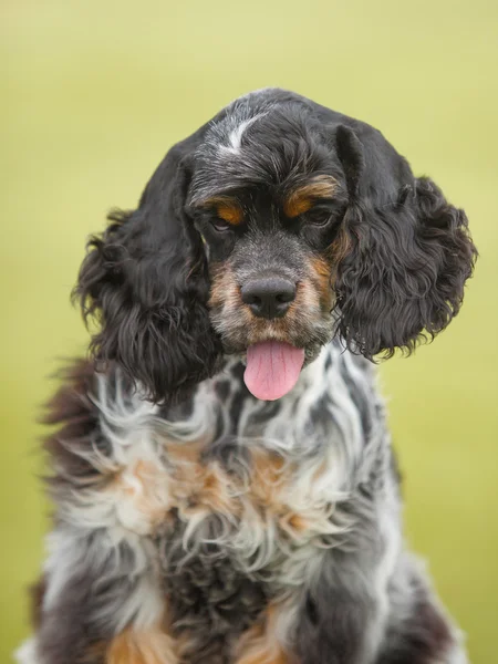 Porträtt av en valp cocker spaniel på en grön bakgrund — Stockfoto