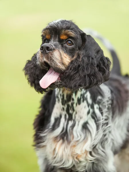 Porträtt av en valp cocker spaniel på en grön bakgrund — Stockfoto