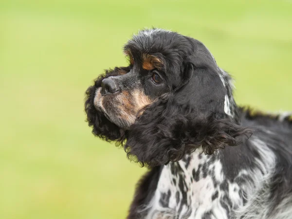 Portrait of a puppy cocker spaniel on a green background — Stock Photo, Image