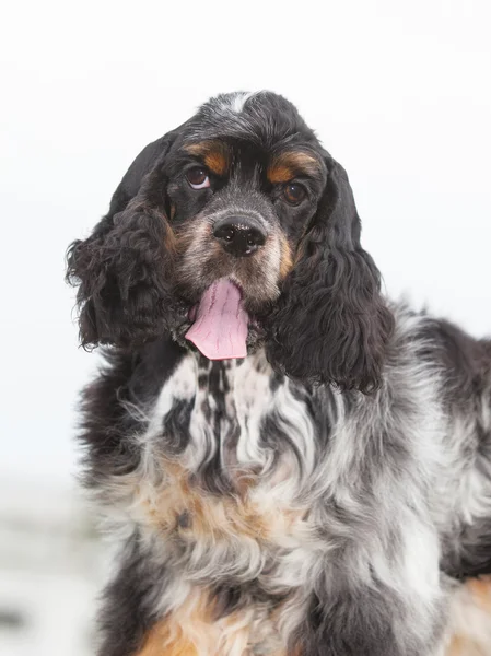 Porträtt av en renrasig valp cocker spaniel — Stockfoto