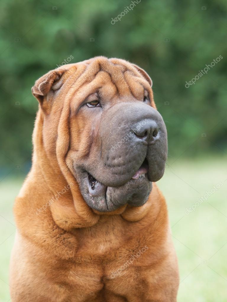 Anjing chinese shar pei 2025