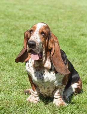 Yeşil çimenlerin üzerinde safkan bir basset hound portresi
