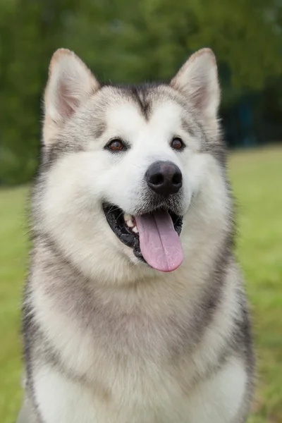 纯种阿拉斯加雪橇犬狗在绿色背景上的肖像 — 图库照片