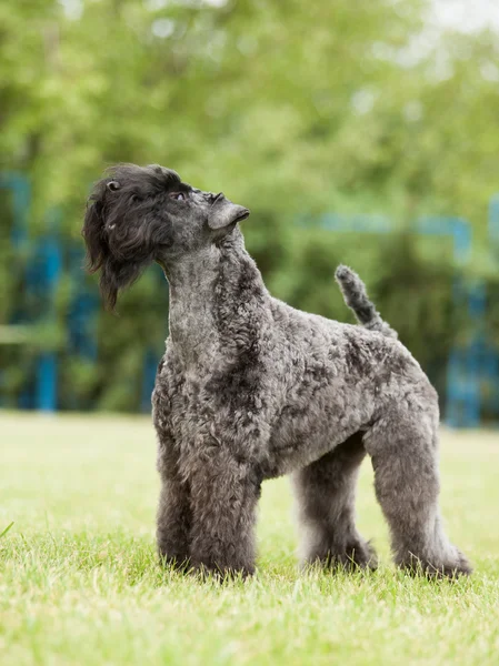 Retrato de pura raza Kerry Blue Terrier perro sobre el fondo verde — Foto de Stock